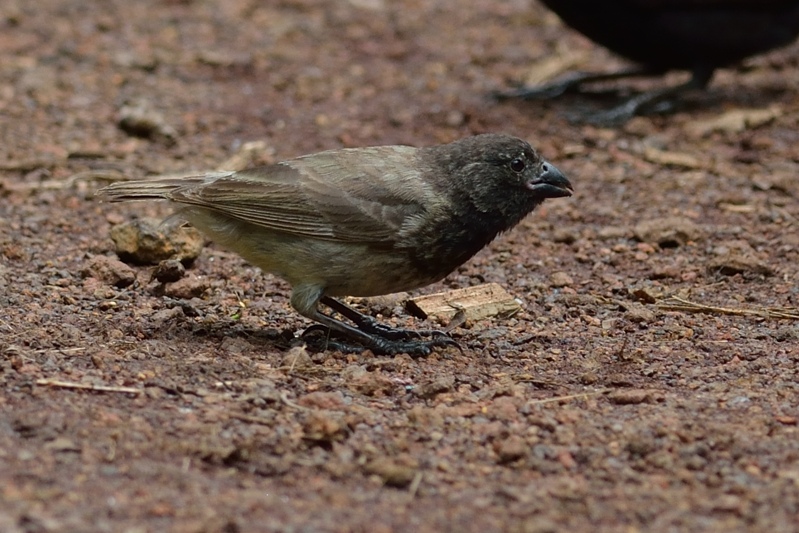 Kleine Boomvink